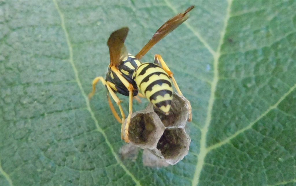 Polistes dominulus in costruzione nido?